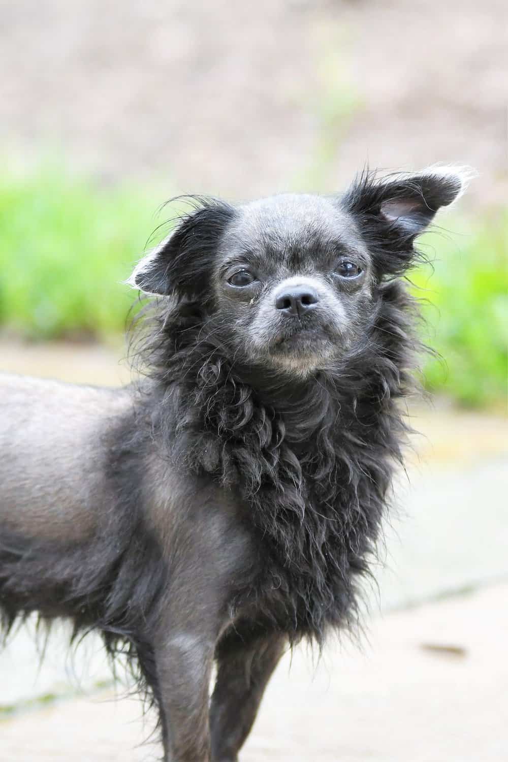 Jogy - Löwchen, Chinesischer Schopfhund - Bild 3