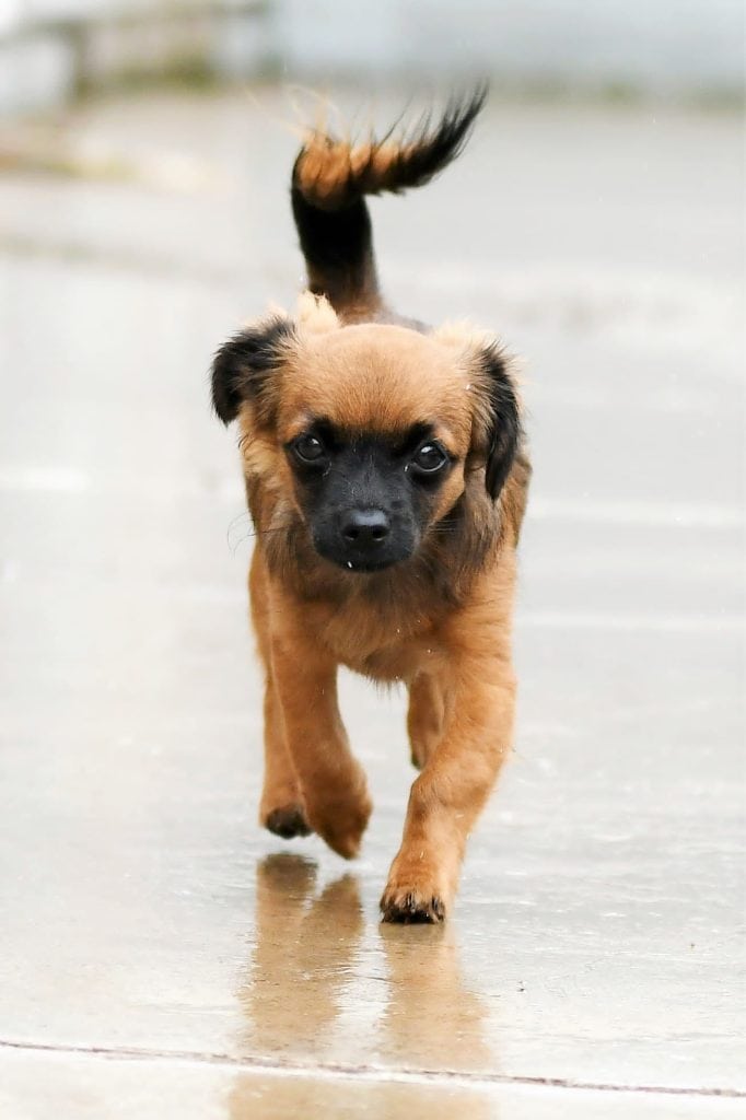 Shih Tzu, Chihuahua Brownie