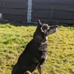 Schwarzer und brauner Hund im Gras, der im sonnigen Garten nach oben schaut.