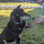 Schwarzer und brauner Hund auf Gras gibt Pfote an eine Person im Tierheim Siegen.