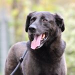 Schwarzer Hund an der Leine im Freien, Maul aufgerissen, Blick zur Seite.