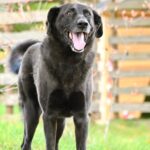 Glücklicher schwarzer Hund im Gras, Maul aufgerissen, Zunge herausgestreckt.