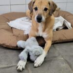 Brauner Hund auf Bett mit weißer Decke, hält graues Spielzeug.