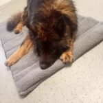 Flauschiger Deutscher Schäferhund auf einer grauen Matte im Tierheim Siegen.