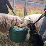 Schafe und ein schwarzer Hund an der Leine fressen Heu aus einem grünen Sack.