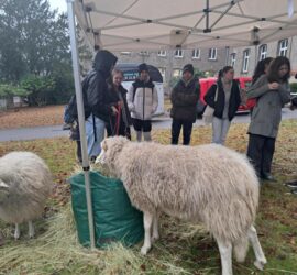 Menschen unter einem Vordach neben zwei Schafen, die im Tierheim Siegen Heu fressen.