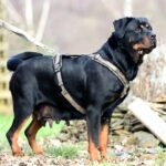 A black and tan dog wearing a harness.