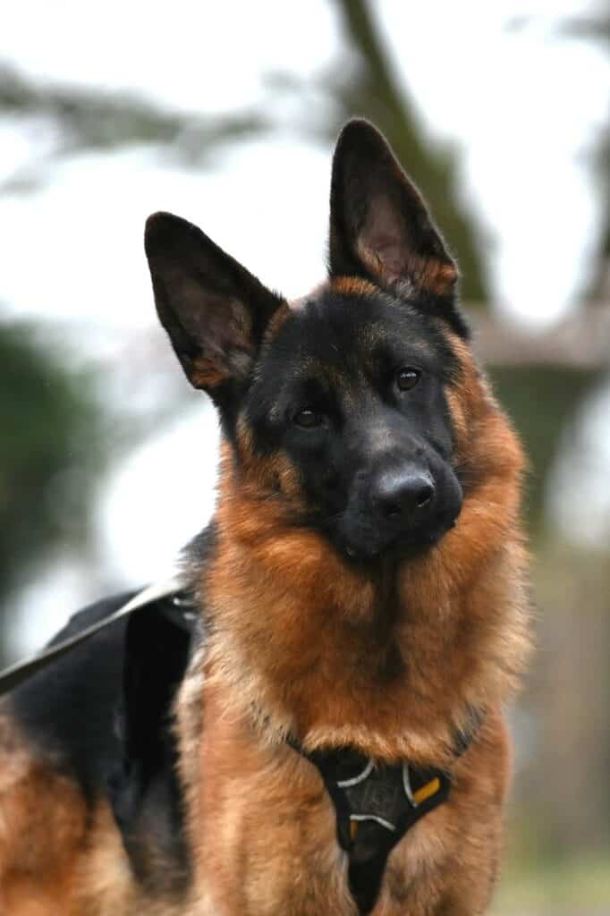 Rhodesian Ridgeback, Deutsche Dogge, Labrador Retriever Mylo