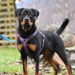 A rotweiler dog wearing a purple harness.