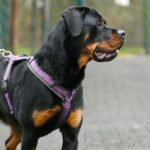 A rotweiler dog wearing a purple harness.