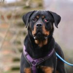 A rotweiler dog with a purple leash.