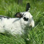 ein weißes Kaninchen