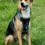 Glücklicher Hund im Geschirr sitzt auf grünem Gras im Tierheim Siegen.