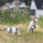 Zwei Kätzchen spielen im Gras mit verschwommenen Häusern im Hintergrund.