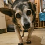 Älterer dunkelhaariger Hund mit Schlappohren geht in die Küche.