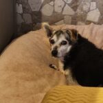 Schwarzer und hellbrauner Hund auf beigem Bett, Blick zurück durch Steinmauer.