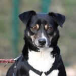 Schwarz-weißer Hund im Geschirr im Freien im Tierheim Siegen.