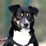 Schwarz-weißer Hund mit braunen Augen im Geschirr, der nach vorne schaut.