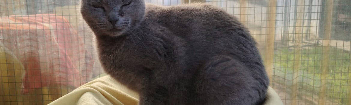 Graue Katze auf cremefarbener Decke am sonnigen Fenster im Tierheim Siegen.