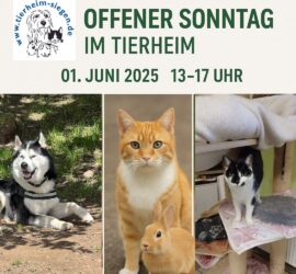 Tierheim Siegen Flyer: Husky, orange Katze mit Kaninchen, schwarz-weiße Katze. Tag der offenen Tür im Tierheim.