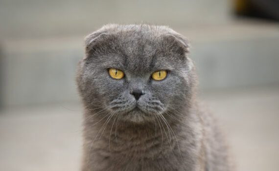 Grauer Scottish Fold Kater Rudi sitzt mit ernstem Blick auf dem Boden vor dem Tierheimgebäude.