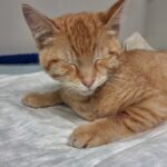 Kätzchen im Tierheim Siegen, ruhend und entspannt, süßer orangefarbener Fell, Tierheim für Katzen, Tierschutz Deutschland.