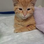 Gerettete Katzen im Tierheim Siegen, liebevoll versorgt und bereit für ein neues Zuhause.