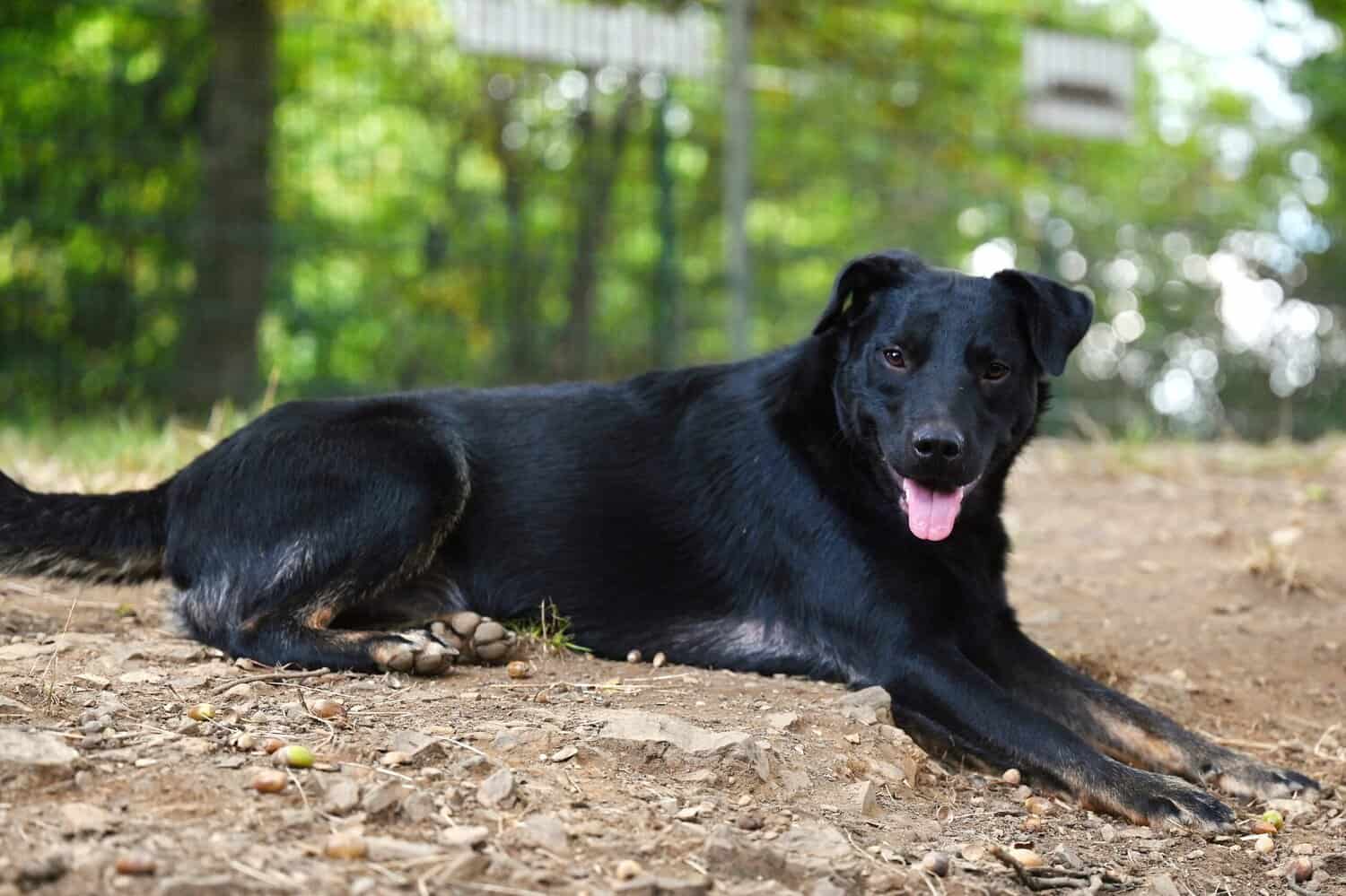 Watson, Mischling – Tierheim Siegen