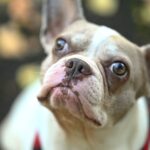 Hellbraune und weiße Französische Bulldogge mit Blick auf das Tierheim Siegen.