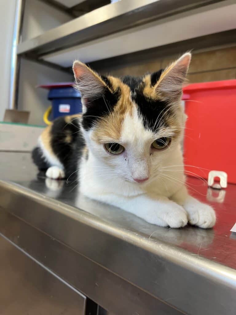Kaliko-Katze auf einem Metalltisch, nach unten blickend, die Ohren zurückgelegt.