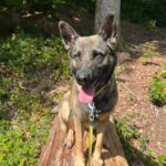 Glücklicher, spitzohriger Hund auf einem Baumstamm im Tierheim Siegen.