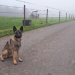 Deutscher Schäferhund auf nebligem Weg in der Nähe von Wiese und Zaun.