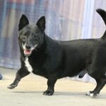 Kurzbeiniger schwarzer Hund mit aufrechten Ohren, weißer Brustfleck.