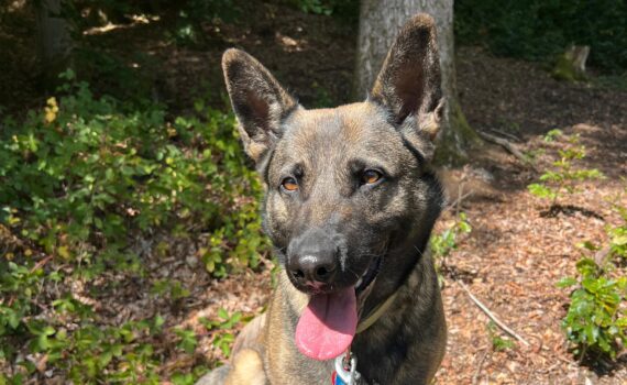 Ein brauner Hund mit aufrechten Ohren sitzt auf einem Baumstamm im Freien. Der Hund hat die Zunge herausgestreckt und schaut freundlich in die Kamera.