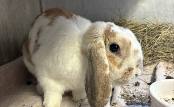 Weiß-braunes Kaninchen mit Schlappohren in einem Gehege neben einem Futternapf.