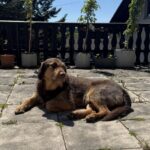 Brauner Hund liegt auf gepflasterter Terrasse, im Hintergrund Balkon mit mehreren Pflanzen in Töpfen.