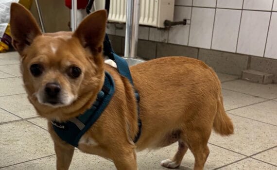 Kleiner brauner Hund in blauem Geschirr auf Fliesen im Tierheim Siegen.