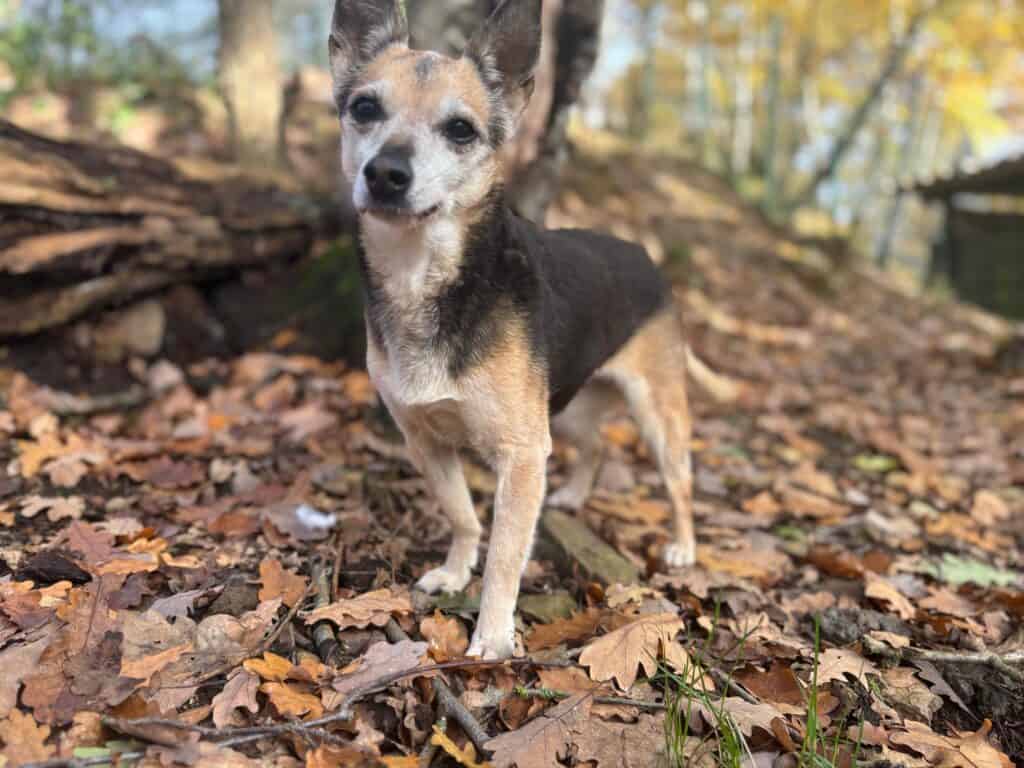 Hund mit schwarzem und braunem Fell steht auf herbstlichem Laub im Wald, Baumstamm im Hintergrund.