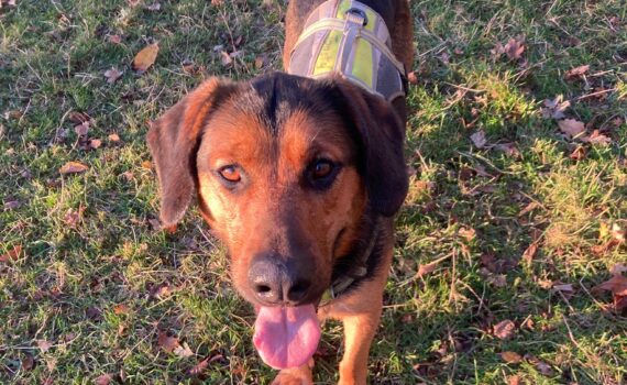 Brauner Hund mit schwarzem Rücken trägt reflektierendes Geschirr und steht auf grasbedecktem Boden mit Herbstlaub.