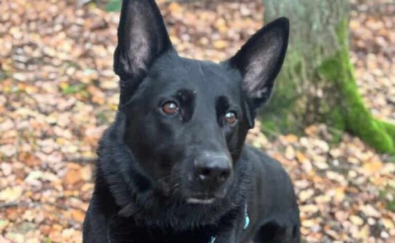 schwarzer Hund steht auf laubbedecktem Boden