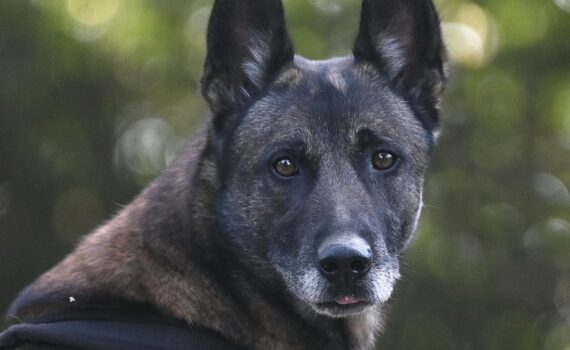 Brauner und schwarzer Hund im Geschirr, aufrechte Ohren, grüner Hintergrund.