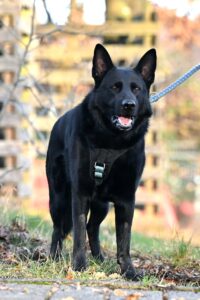 Schwarzer Deutscher Schäferhund an der Leine im Freien im Geschirr.