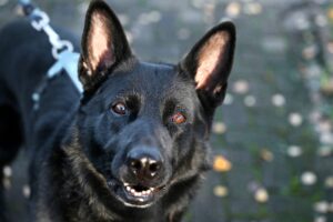 Schwarzer Deutscher Schäferhund an der Leine schaut auf, Ohren wachsam.