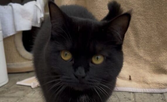 Schwarze Katze mit gelben Augen läuft auf gepflastertem Boden neben einem Napf mit Trockenfutter.