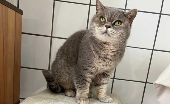 Graue Katze sitzt auf einem mit weißem Tuch bedeckten Kratzbaum vor weiß-schwarzen Fliesen.