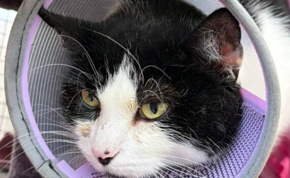 Schwarz-weiße Katze mit gelben Augen trägt einen lilafarbenen Schutzkragen und liegt auf einem rosa Stoff.