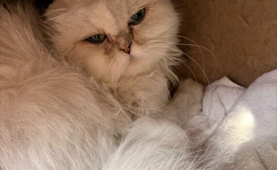 Weiß-graue Katze mit langem Fell liegt zusammengerollt auf weißer Decke in einer Ecke.