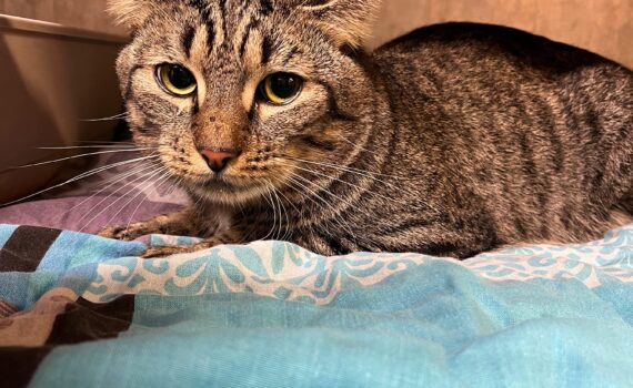 Getigerte Katze mit aufmerksamen Ohren auf blau gemusterter Decke im Tierheim Siegen.