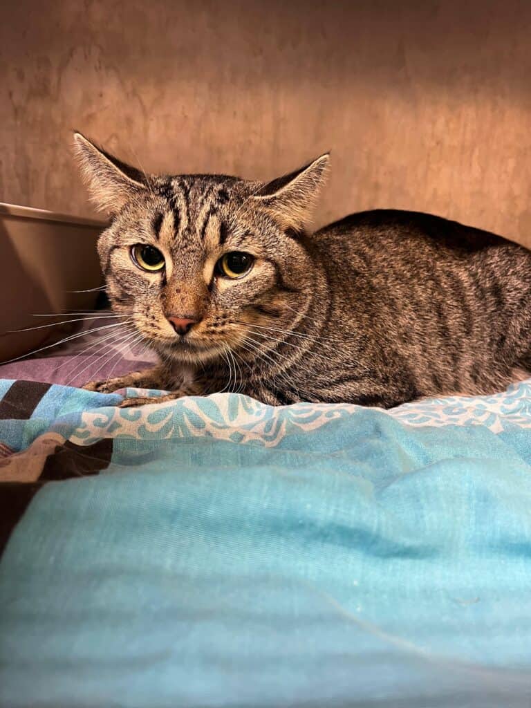 Getigerte Katze mit grünen Augen liegt wachsam auf blauen Decken.