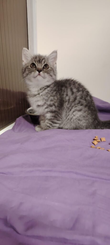 Grau getigertes Kätzchen auf lila Decke, das zum Fenster hinaufschaut.